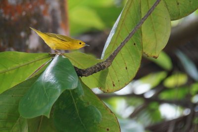 Yellow warbler