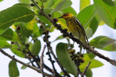 Cape May warbler