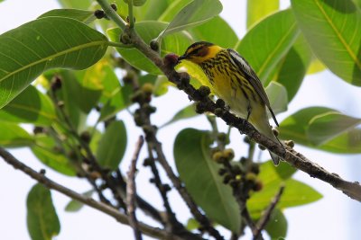 Cape May warbler