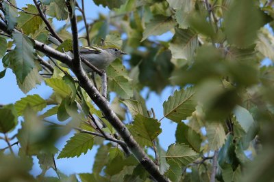 Chestnut-sided warbler