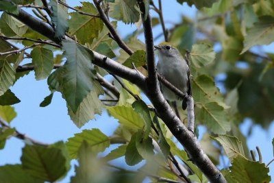 Chestnut-sided warbler