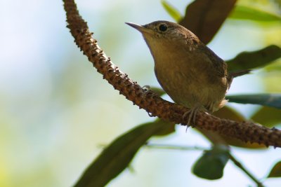 House wren