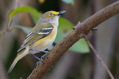 White-eyed vireo