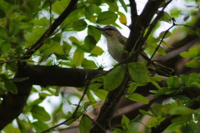 Black-whiskered vireo