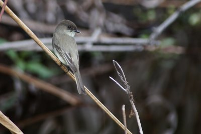 Eastern phoebe