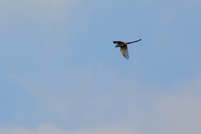 Scissor-tailed flycatcher