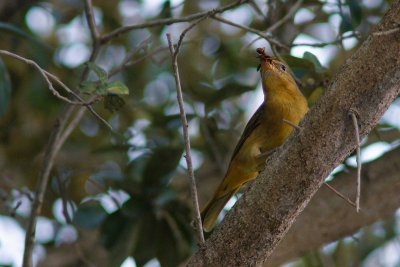 Summer tanager