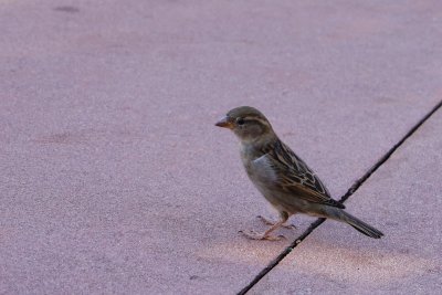 House sparrow