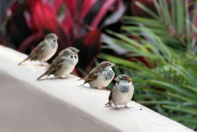 House sparrow