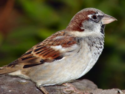 House sparrow