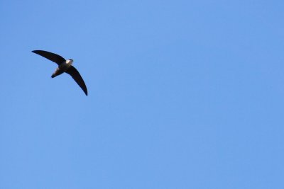 Chimney swift