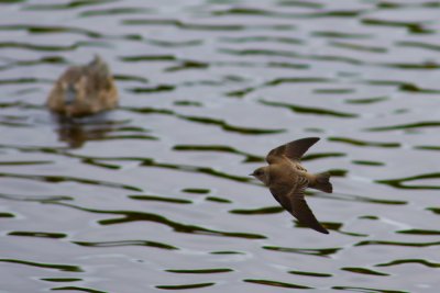 Northern rough-winged swallow