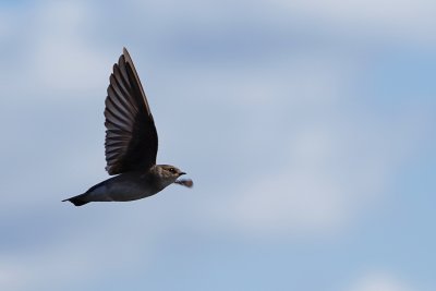 Northern rough-winged swallow