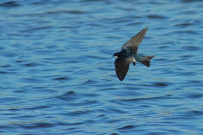 Tree swallow