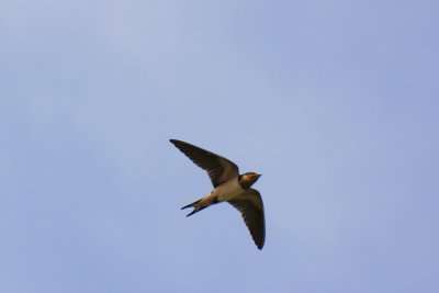 Barn swallow