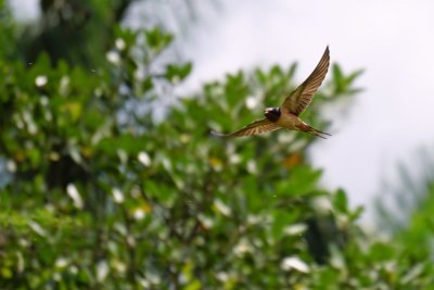 Barn swallow