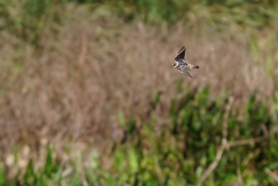 Cave swallow