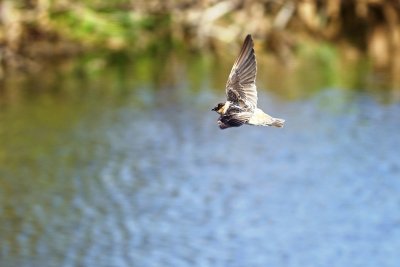 Cave swallow