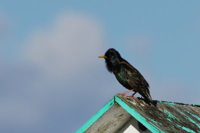 European starling