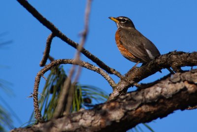 American robin