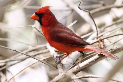 Northern cardinal