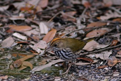 Ovenbird