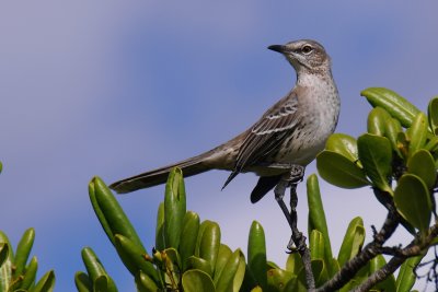 Bahama mockingbird