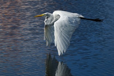 Great egret