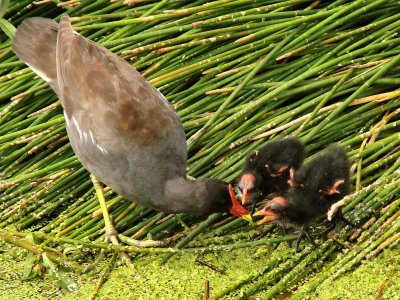 Moorhen and chicks