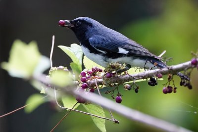Black-throated blue warbler - male