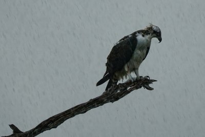 Very wet osprey in the rain