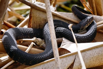 Florida brown water snake