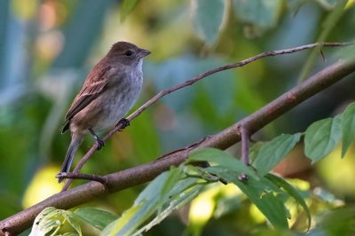 Indigo bunting - female