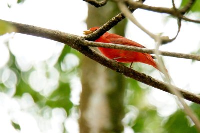 Summer tanager - male