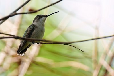 Ruby-throated hummingbird - female