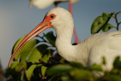 Closeup of an ibis in sunset color