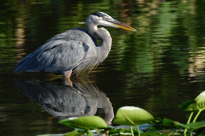 Great blue heron and its reflection