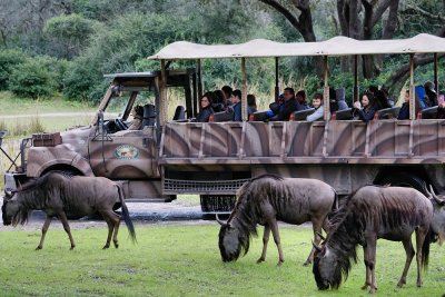 Wildebeest by the safari truck