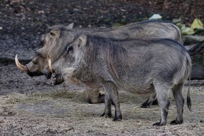 Warthogs