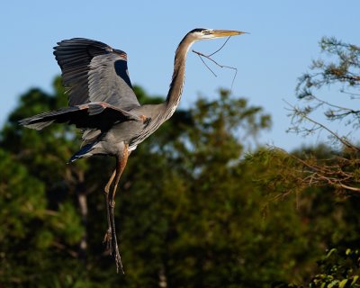 Great blue heron approaching with a stick