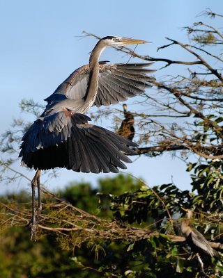 Great blue heron landing