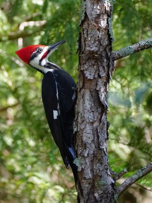 Pileated woodpecker on a pine tree