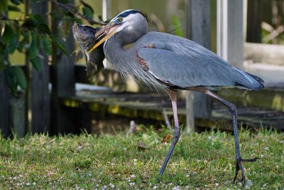 Great blue heron with an enormous fish