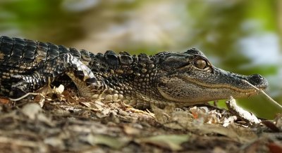Young alligator from the side