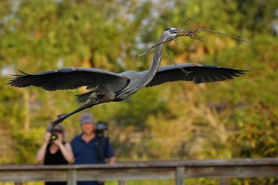 Great blue heron being photographed in flight