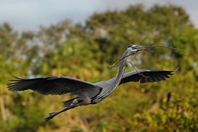 Great blue heron flying with stick at sunset