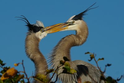 Mating pair of great blue herons