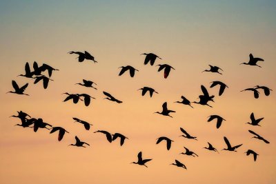 Flock of ibis in the last dusk glow