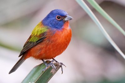 Male painted bunting sitting in the shade