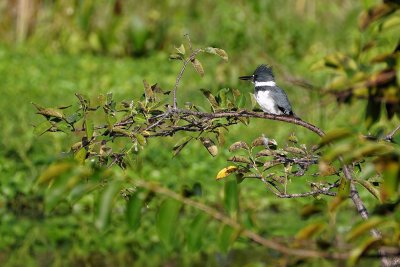 Belted kingfisher on a distant branch